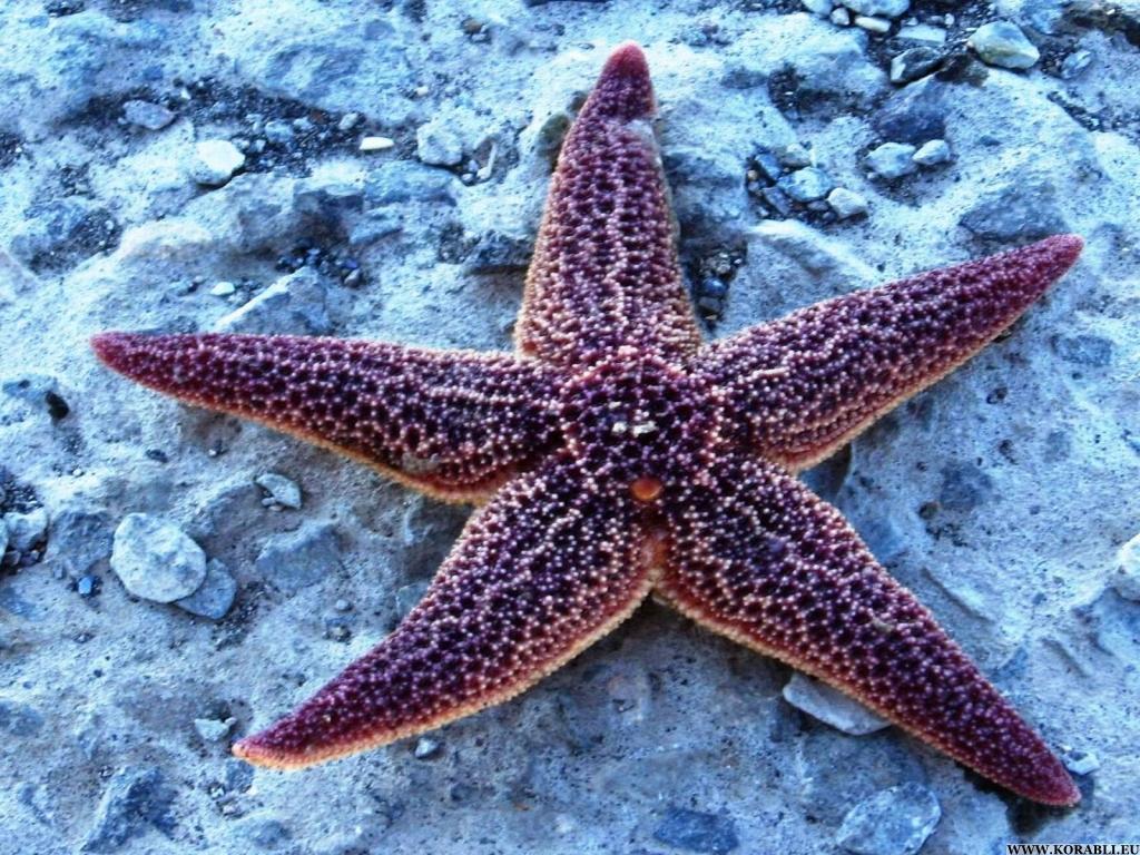 Морская звезда применение в гомеопатии Морская звезда и гомеопатия