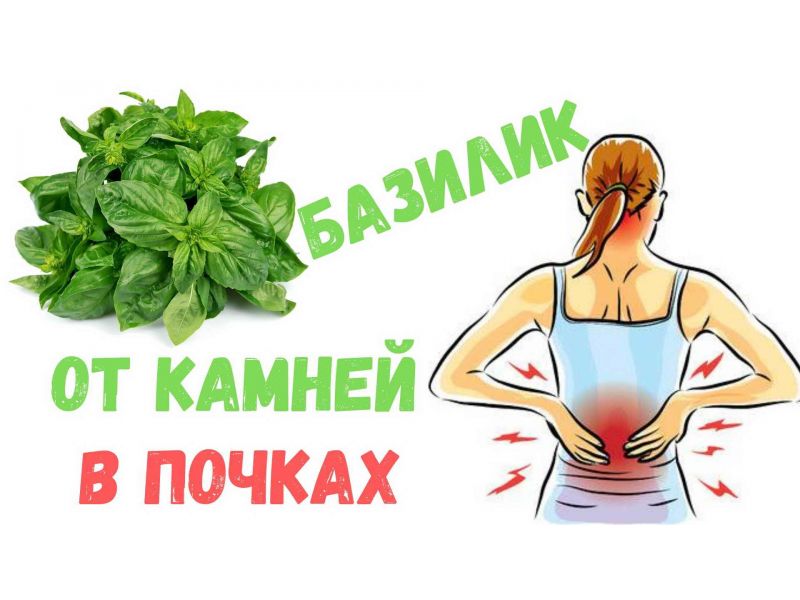 Базиликум