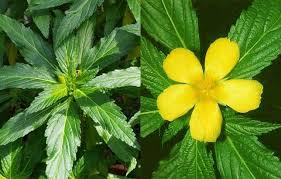 Дамиана (Damiana Turnera Diffusa)
