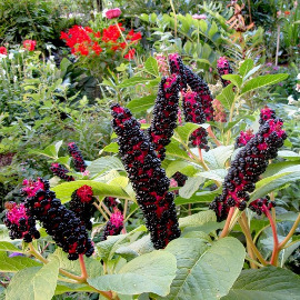 Фитолакка (Phytolacca decandra)