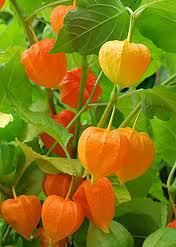 Fizalis (Physalis peruviana)
