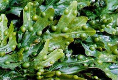 Fucus vesiculosus Fucus vesiculosus