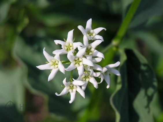 Ластовень (Cynanchum vincetoxicum)