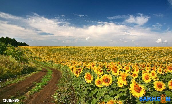 Подсолнух - лекарственное растение Подсолнух