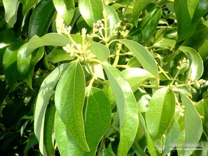 Коричник камфорный (лавр камфорный)