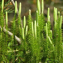 Ликоподиум в гомеопатии (Lycopodium clavatum)