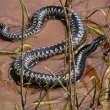 Vipera berus - гадюка обыкновенная 