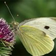 Pieris brassicae - бабочка капустница