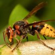 Vespa crabro - шершень обыкновенный 