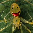 Theridion - паук со смайликом на брюшке.