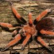 Tarentula – паук тарантул