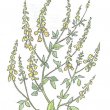 Донник лекарственный