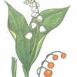 Ландыш майский