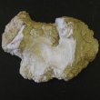 Magnesia carbonica - магнезия карбоника