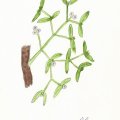 Омела белая