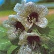 Hyoscyamus niger - Белена черная