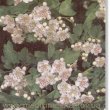 Crataegus monogyna - Боярышник однопестичный