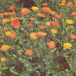 Calendula officinalis -  Ноготки