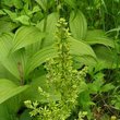 Veratrum viride - Чемерица зелёная