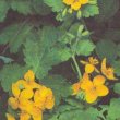 Chelidonium majus - Чистотел большой