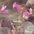 Cyclamen purpurascens - Цикламен пурпурный