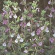 Teucrium  - Дубровник 