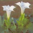 Datura stramonium - Дурман обыкновенный