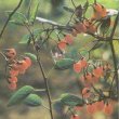 Solanum dulcamara - Дулькамара 