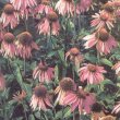 Echinacea purpurea - Эхинацея пурпурная