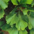 Ginkgo biloba - Гинкго двулопастный