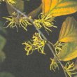 Hanamelis virginiana - Гамамелис виргинский