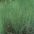 Equisetum arvense - Хвощ полевой  	