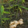 Zingibir officinale - Имбирь