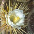 Cactus grandiflorus - Кактус крупноцветковый