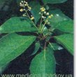 Cinnamomum camphora - Коричник камфорный