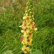 Verbascum thapsus – коровяк обыкновенный 