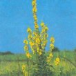 Verbascum densiflorum - Коровяк густоцветковый 