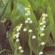 Convallaria majalis - Ландыш майский