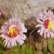 Bellis perenis - маргаритка