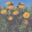 Taraxacum officinale - Одуванчик лекарственный