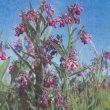 Symphytum officinale - Окопник лекарственный