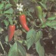 Capsicum annum - Перец однолетний