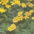 Tanacetum vulgare - Пижма обыкновенная
