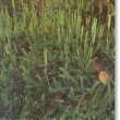 Lycopodium clavatum - Плаун булавовидный