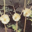 Podophyllum peltatum - Подофилл щитовидный