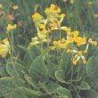 Primula veris - Первоцвет весенний