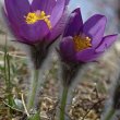 Pulsatilla nigricans  - Пульсатилла, сон-трава