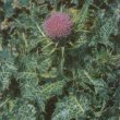 Carduus marianus - Расторопша пятнистая