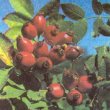 Rosa canina - Шиповник собачий