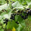 Ribes nigrum - Смородина чёрная